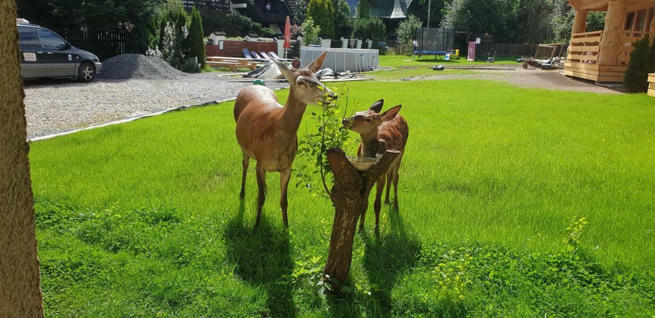 Willa Anda Zakopane Exteriör bild